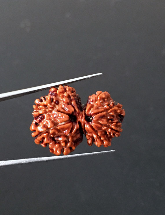 GauriShankar Rudraksha Certified (Nepal Origin)